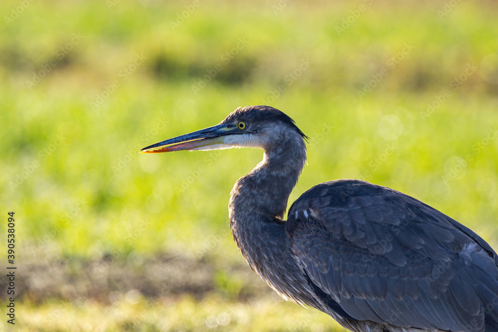close up side portrait of one great blue heron standing on farm land on a sunny day with green field in the background