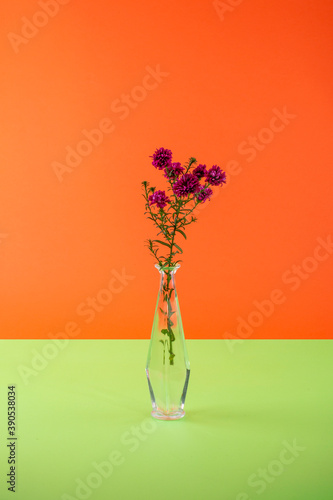 Autumn aster branch in a glass vase on a colored background