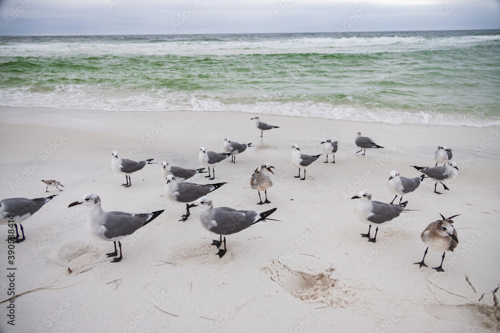 Fototapeta premium Seagulls in the sand on the beach