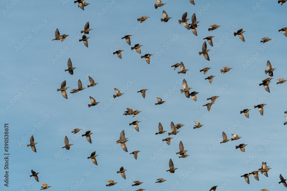 free, blue sky, beautiful, wings, wing, fly, feather, freedom, group, birds, flight, blue, animal, wild, wildlife, sky, bird, flock, nature, starling birds