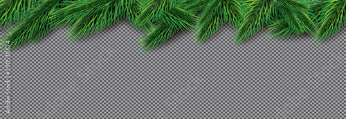 Fir Branch on Transparent Background. Pine Sprigs on Above.