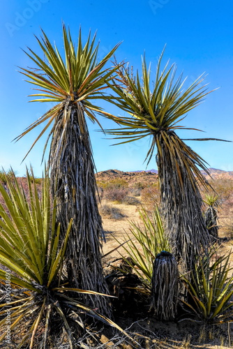 Joshua Tree National Park cactus in California