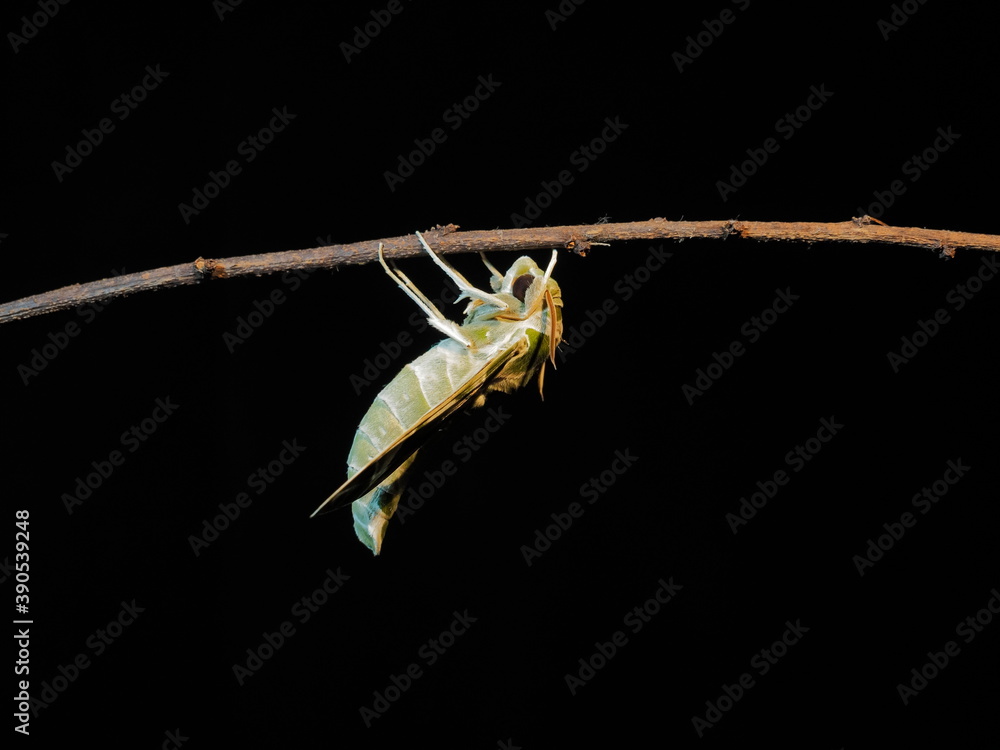 Naklejka premium view at night of a new born Oleander Hawk-Moth (Daphnis nerii) perching on dry branch with black background.