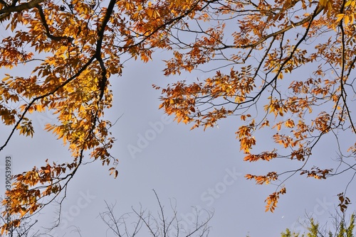 落葉を待つケヤキ