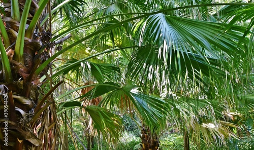 Close up of a fan palm tree