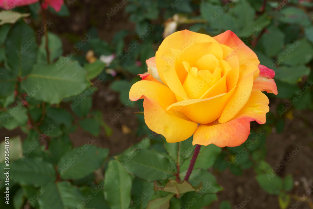 Close-up of a beautifully blooming rose named Close-up of a beautifully blooming rose named