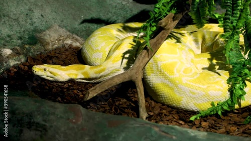 The Burmese python (Python bivittatus albina) is one of the largest species of snakes. It is native to a large area of Southeast Asia but is found as an invasive species elsewhere. photo