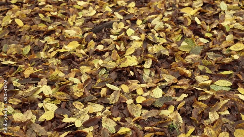 Beautiful forest floor covered in dry leaves in autumn Beautiful forest floor covered in dry leaves in autumn