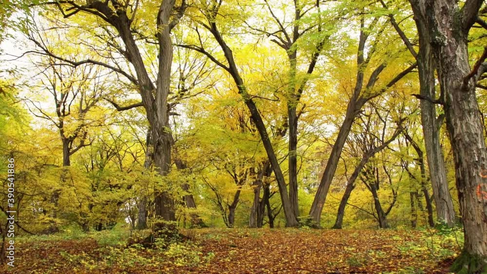 Autumnal Trees In Hoia Forest In Cluj-Napoca, Romania. - wide, tilt up Autumnal Trees In Hoia Forest In Cluj-Napoca, Romania. - wide, tilt up