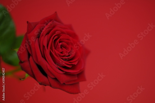 Red rose  on a bright red background.Valentine s day greeting card. Floral card with bright red flower.Wedding day  mother s day and women s day.copy space.
