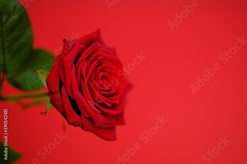 Red rose close-up on a bright red background.Valentine s day greeting card. Floral card with  red flower.Wedding day  mother s day and women s day.copy space.
