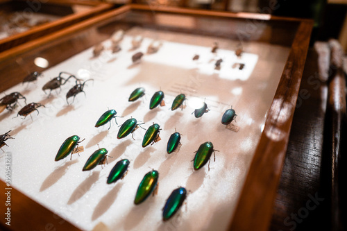 conservation and restoration of insect specimens in the collection box