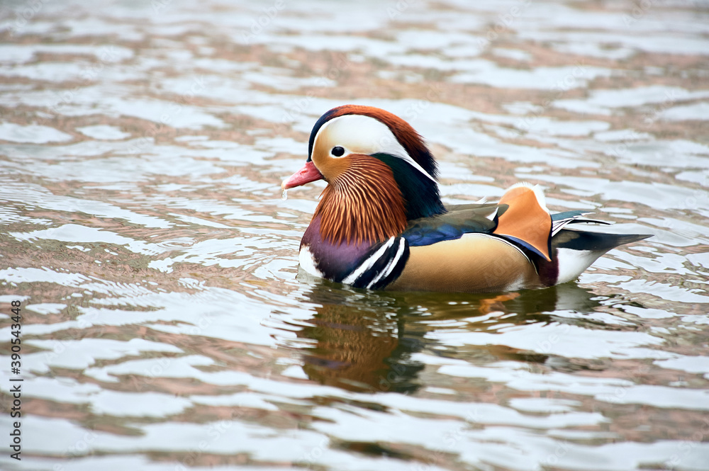 Mandarin duck swimming in a pond Mandarin duck swimming in a pond