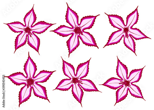 Impala Lily illustration. Set of 6 abstract lily flower vector illustration isolated on white background.