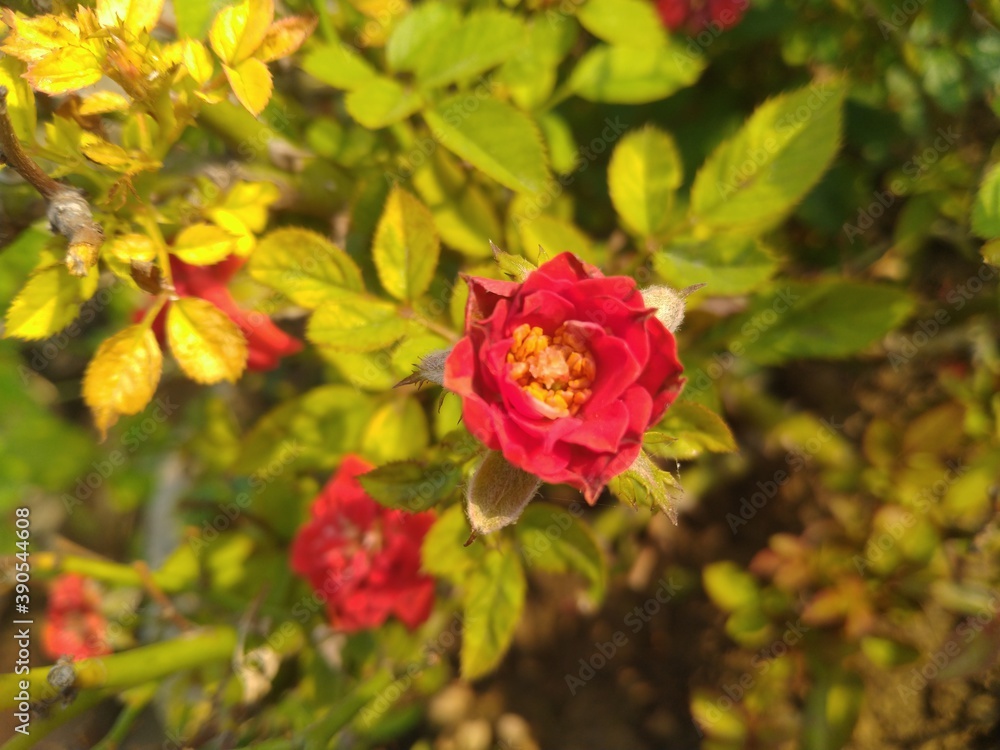 Red Rose Flower 