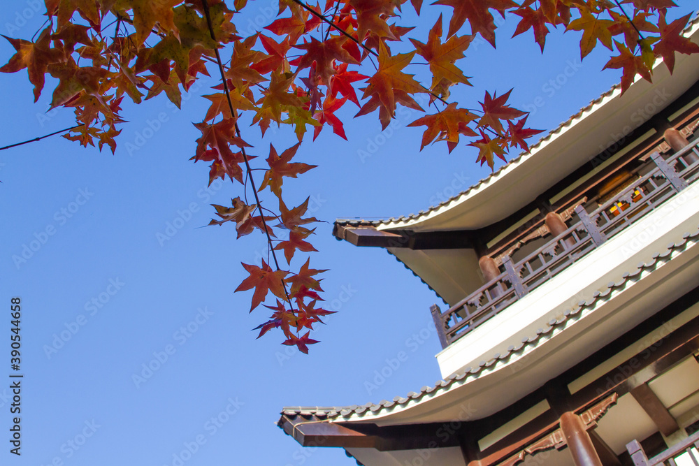 Autumn in the city. Maple fall colors under the roof. Autumn in the city. Maple fall colors under the roof.