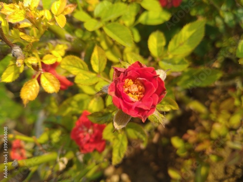 Red Rose Flower 