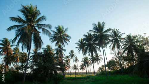 coconut tree farm in India