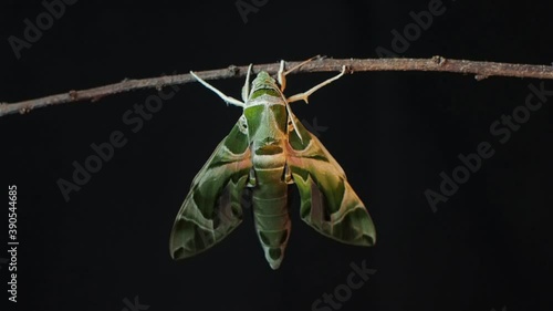 Vdo. view at night of a new born Oleander Hawk-Moth (Daphnis nerii) perching on dry branch with black background.