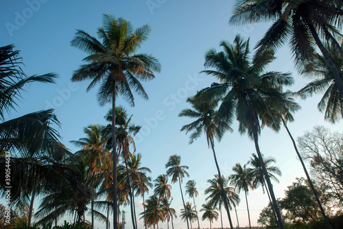  coconut tree farm in India