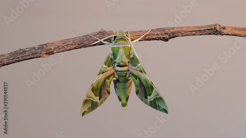 Vdo. view of a new born Oleander Hawk-Moth (Daphnis nerii) perching on dry branch with white background.