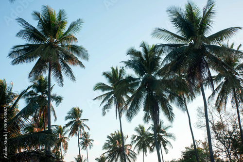  coconut tree farm in India