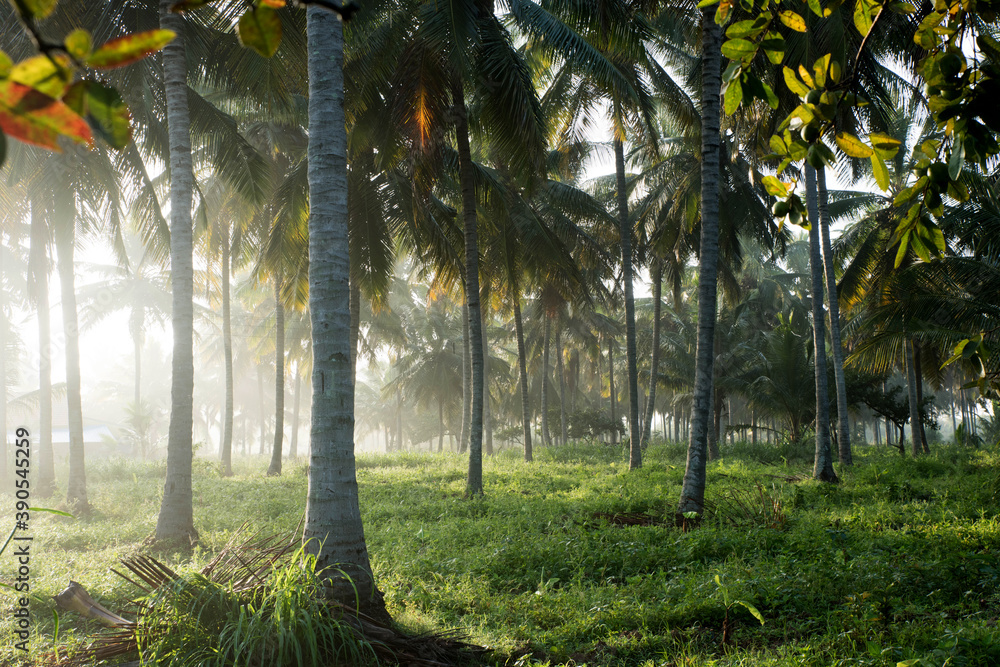 Fototapeta premium coconut tree farm in India