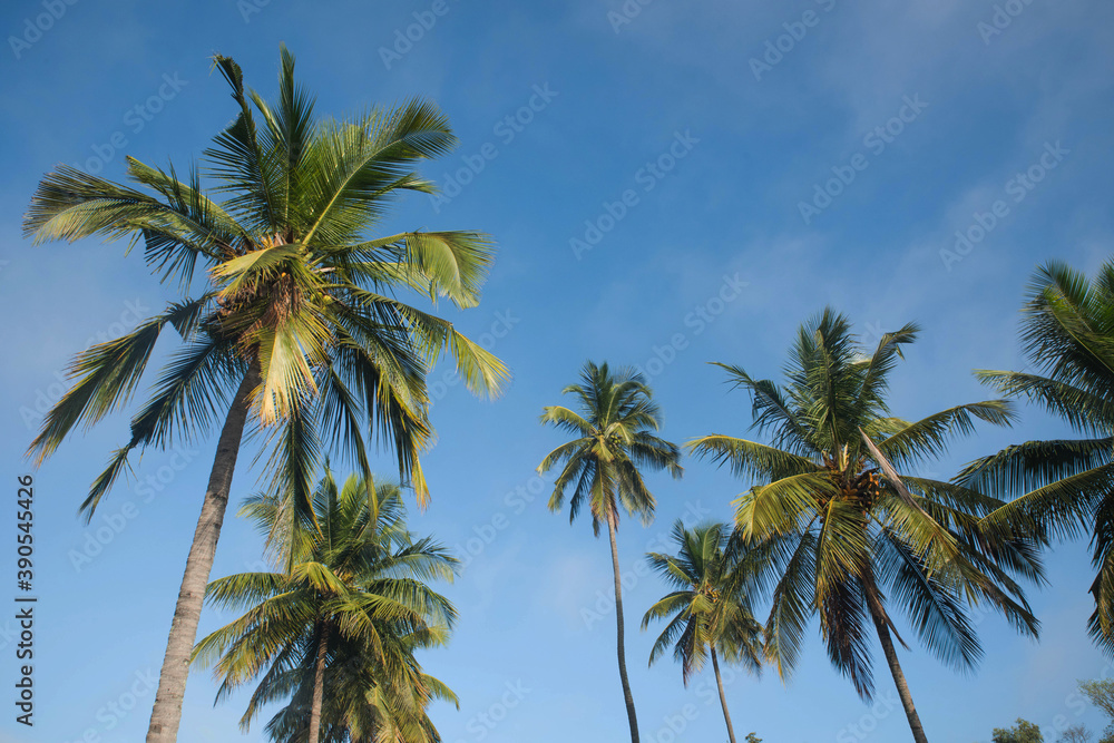  coconut tree farm in India
