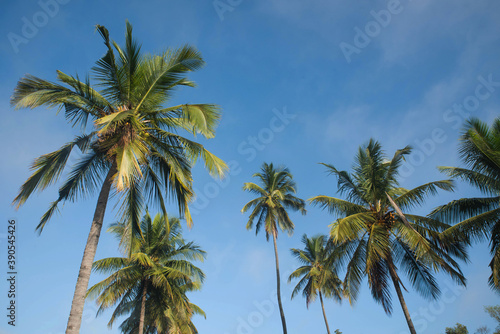  coconut tree farm in India