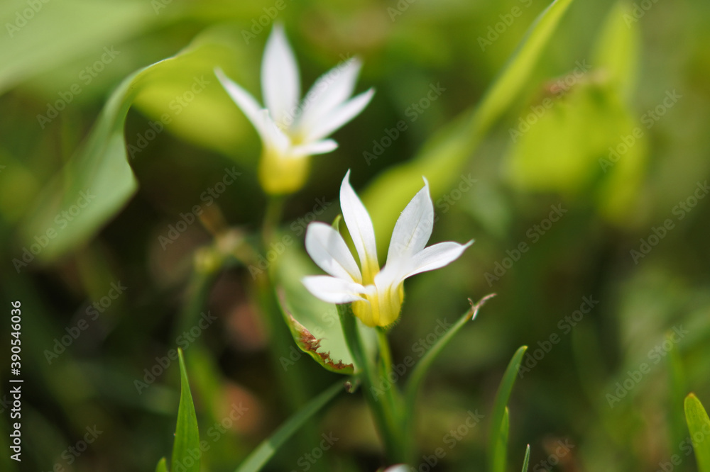 White tiny flowers are flowering in the green field. White tiny flowers are flowering in the green field.