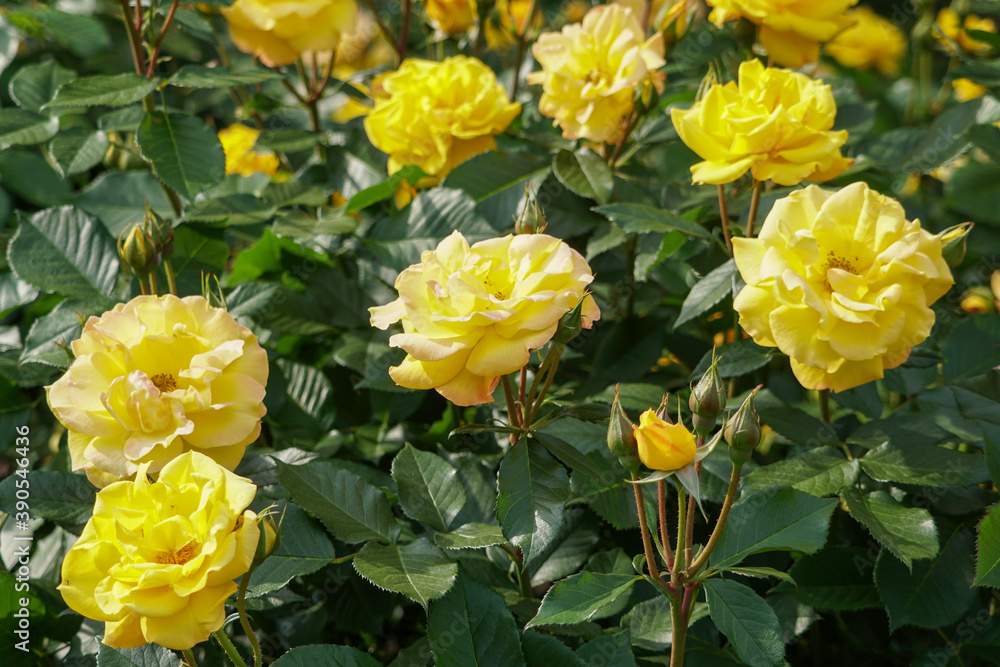 黄色のバラの花 黄色のバラの花