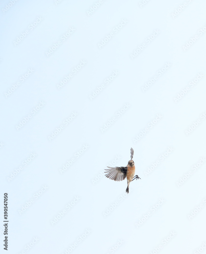 Fototapeta premium Siberian Stonechat, Saxicola maurus
