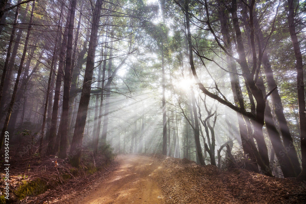 Naklejka premium Beams in forest