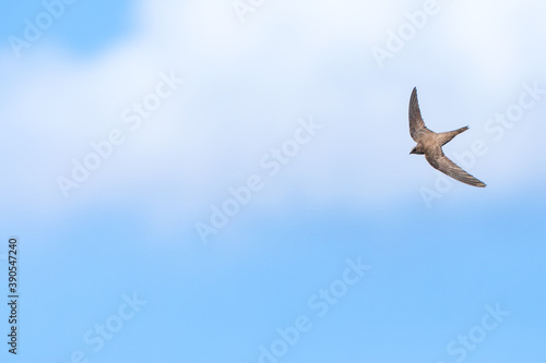 Alpine Swift  Apus melba
