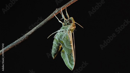Vdo. view side of a new born Oleander Hawk-Moth (Daphnis nerii) perching on dry branch with black background.