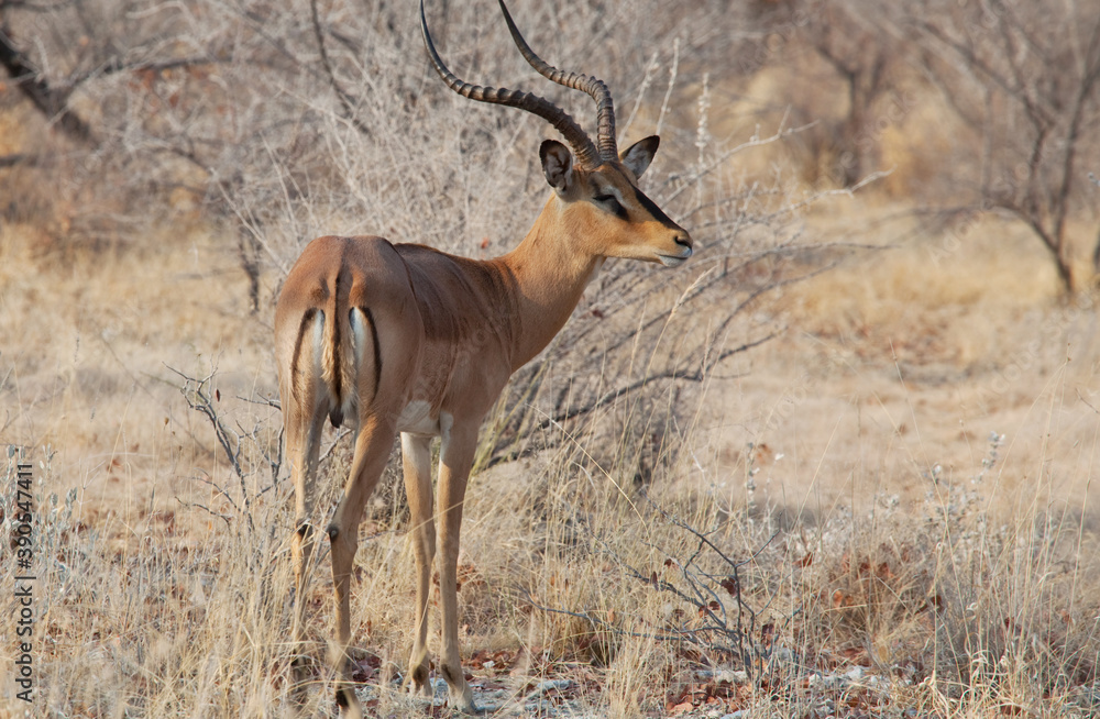 Impala Impala