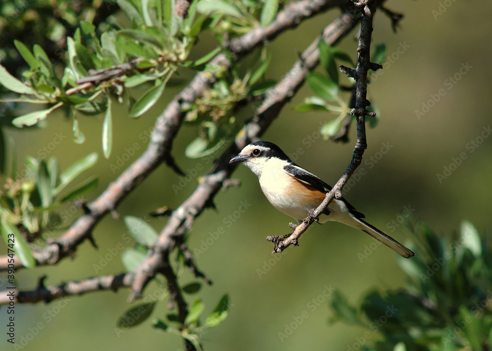 Masked Shrike, Maskerklauwier, Lanius nubicus Masked Shrike, Maskerklauwier, Lanius nubicus