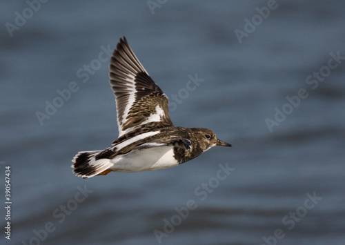 Ruddy Turnstone, Steenloper, Arenaria interpres photo