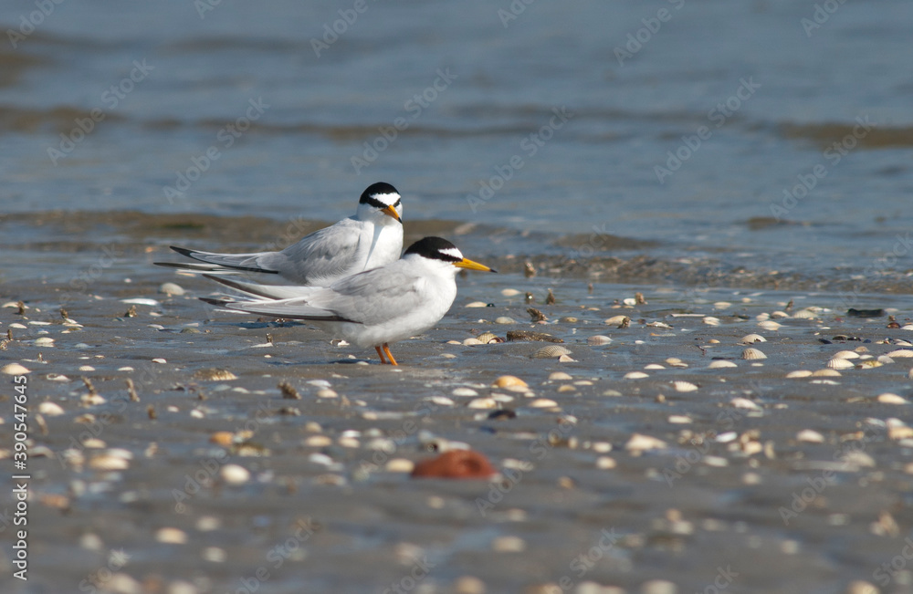 Dwergstern, Little Tern, Sternula albifrons Dwergstern, Little Tern, Sternula albifrons