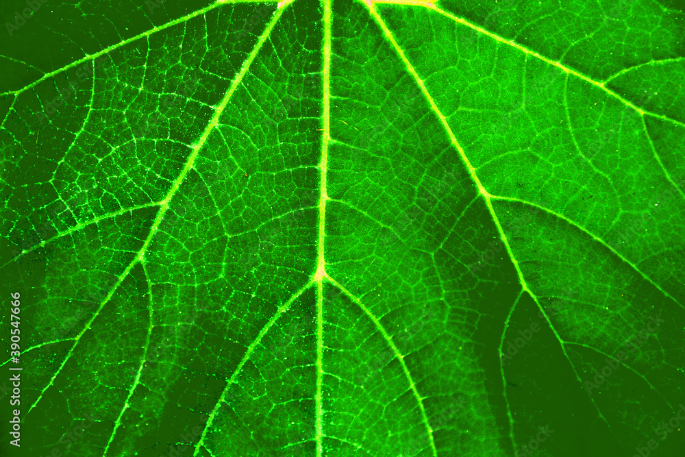Leaf vein subcutaneously texture background Leaf vein subcutaneously texture background