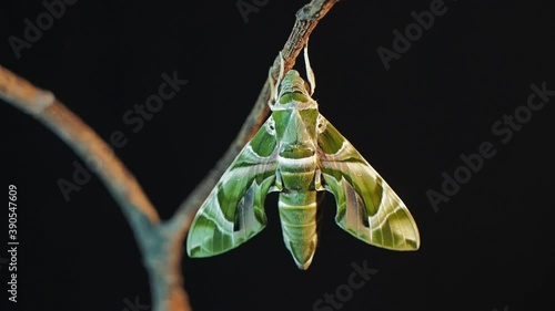 Vdo. view panning of a new born Oleander Hawk-Moth (Daphnis nerii) perching on dry branch with black background.