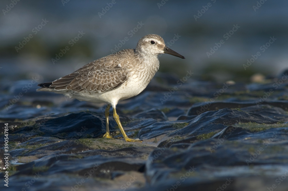 Red Knot, Kanoetstrandloper, Calidris canutus Red Knot, Kanoetstrandloper, Calidris canutus