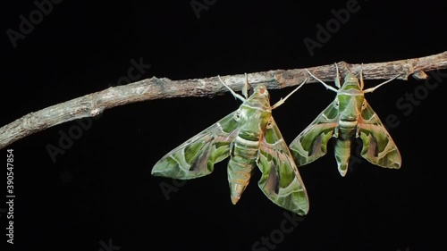 Vdo. view panning of two new born Oleander Hawk-Moth (Daphnis nerii) perching on dry branch with black background.