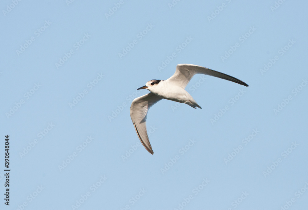 Dwergstern, Little Tern, Sternula albifrons Dwergstern, Little Tern, Sternula albifrons