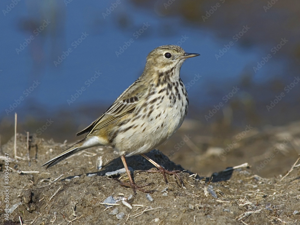 Meadow Pipit, Graspieper, Anthus pratensis Meadow Pipit, Graspieper, Anthus pratensis