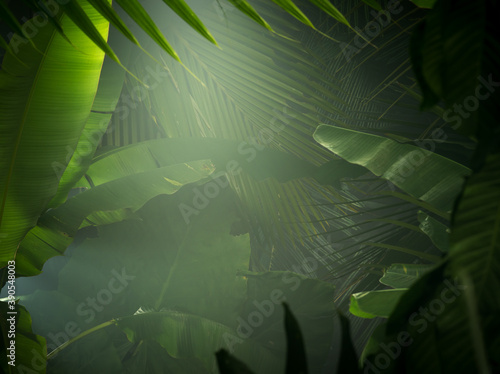 Fototapeta Naklejka Na Ścianę i Meble -  fragment view of nice mist  green tropical jungle