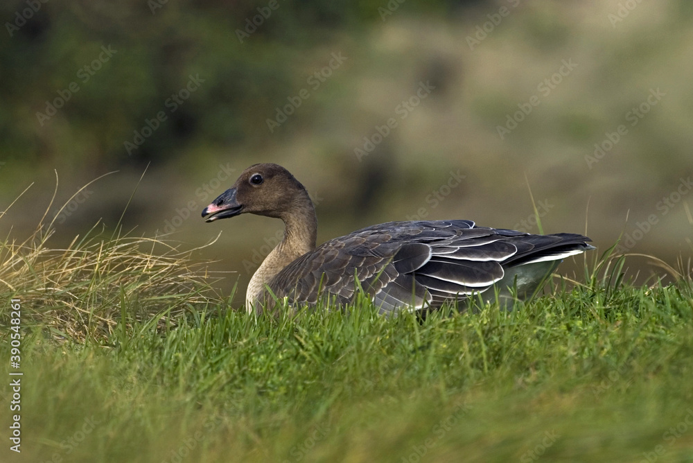 Pink-footed Goose, Kleine Rietgans, Anser brachyrhynchus Pink-footed Goose, Kleine Rietgans, Anser brachyrhynchus