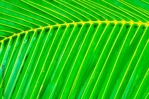 Coconut leaf texture background