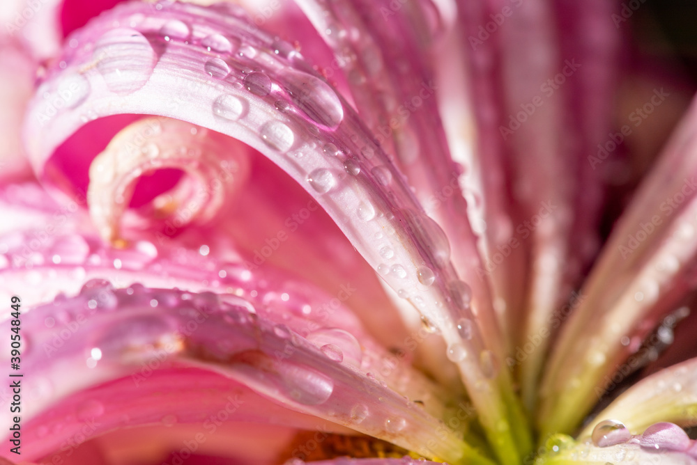 Chrysanthemum flower head close-up view with water droplet on petals, Chengdu, Sichuan province, China Chrysanthemum flower head close-up view with water droplet on petals, Chengdu, Sichuan province, China