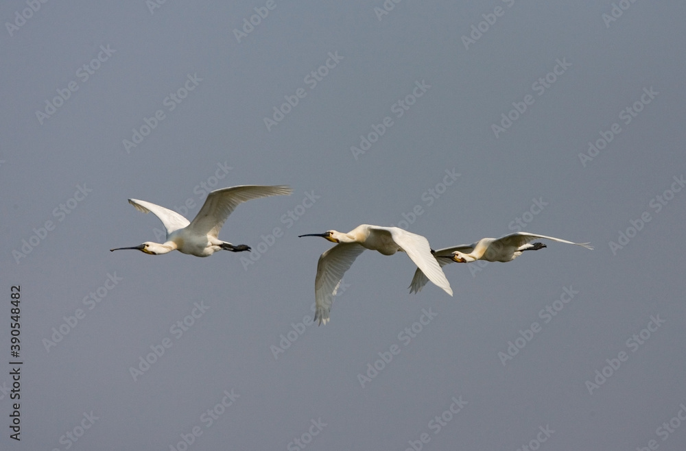 Eurasian Spoonbill, Lepelaar, Platalea leucorodia Eurasian Spoonbill, Lepelaar, Platalea leucorodia